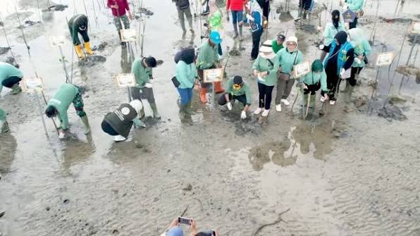 Cegah Abrasi dan Perkuat Ekosistem Pesisir, Pemkot Kendari Tanam 1.000 Mangrove