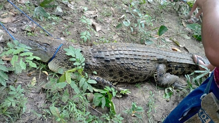 Ngeri! Nyaris Terkam Anak-Anak, Buaya 4 Meter Ditangkap Warga di Sungai Labhalano Muna