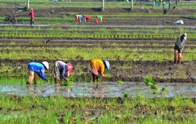 Kabar Baik! Petani di Kendari Kini Dilindungi BPJS Ketenagakerjaan