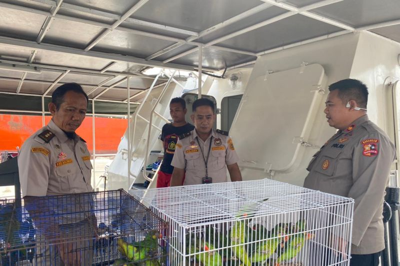 Upaya Penyelundupan 193 Burung Endemik Sultra Digagalkan