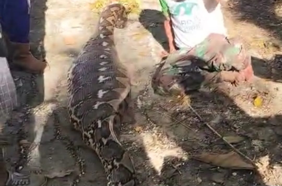 Tragis! Pria 63 Tahun di Buton Tewas Ditelan Ular Piton Sepanjang 8 Meter
