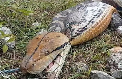 Nasib Ular Piton 7 Meter di Buton Usai Telan Empat Kambing Warga 