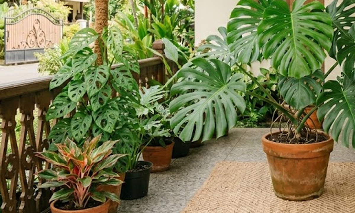 Pecinta Tanaman Wajib Tahu! Ini Cara Merawat Monstera yang Benar agar Daun Cepat Bolong