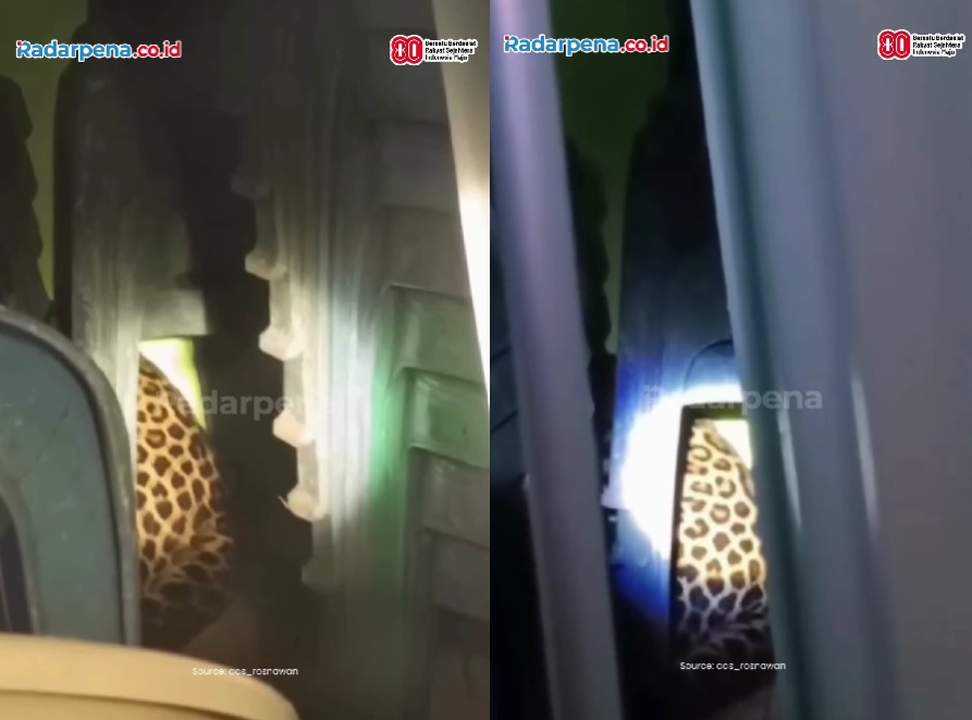 Ngeri! Video Macan Tutul Masuk ke Kantor Desa di Kuningan, Warga Geger