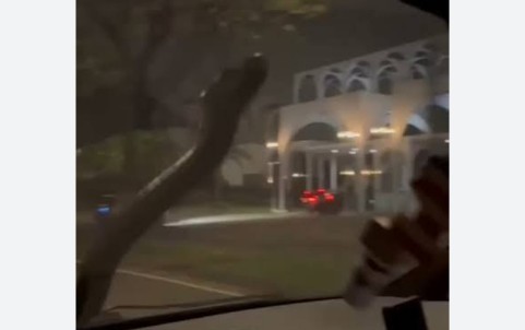 Bikin Syok! Tiba-Tiba Ular Besar Merayap di Kaca Mobil Pasutri di Serpong