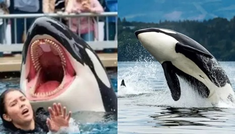 Fakta-Fakta Pelatih Paus 'Jessica Radcliffe' Tewas Diserang Orca