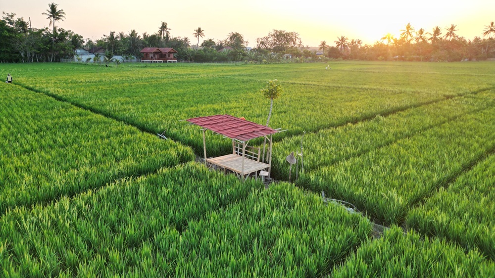 Catat! Pemprov Sultra Cetak 6.745 Hektare Sawah Baru di 2025