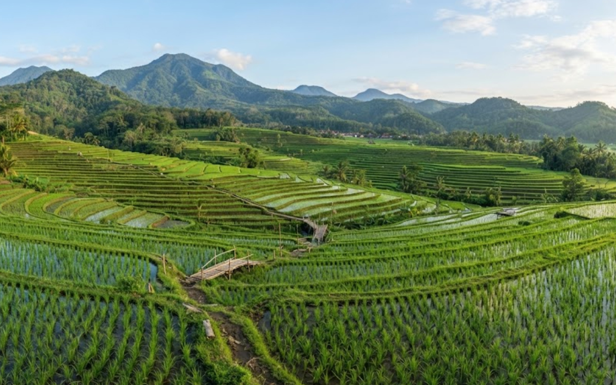 Dongkrak Hasil Panen, Pemkab Kolaka Utara Terapkan Pertanian Modern Berbasis Drone