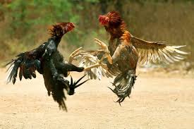 Polisi Buton Tengah Gerebek Judi Sabung Ayam, Dapatnya Cuma Ayam, Pelakunya Kabur