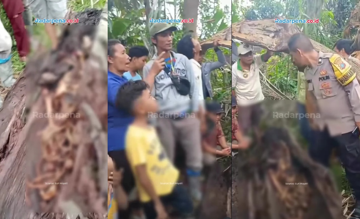 Ngeri! Ditemukan Tulang Belulang Manusia dalam Batang Pohon Aren di Serdang Bedagai