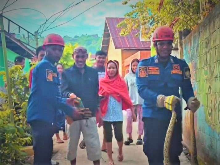 Ngeri! Ular Piton Sepanjang 3 Meter Berkeliaran di Permukiman Warga Baubau