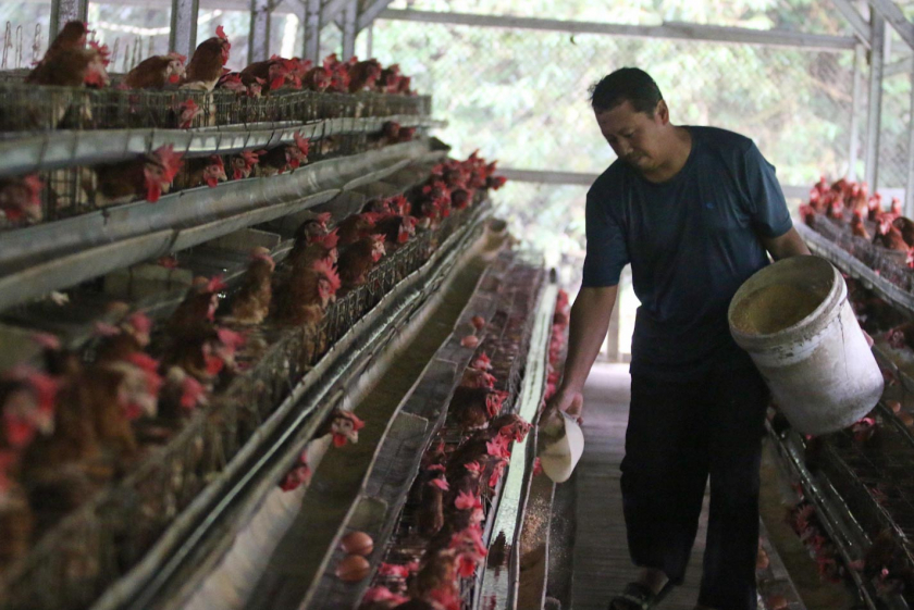 Pemkab Bombana Gelontorkan Rp 5 Miliar untuk Bibit Ternak