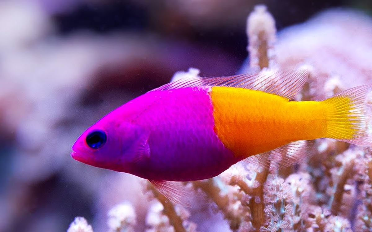 10 Ikan Hias Air Laut Paling Cocok untuk Pemula: Cantik dan Mudah Dirawat!