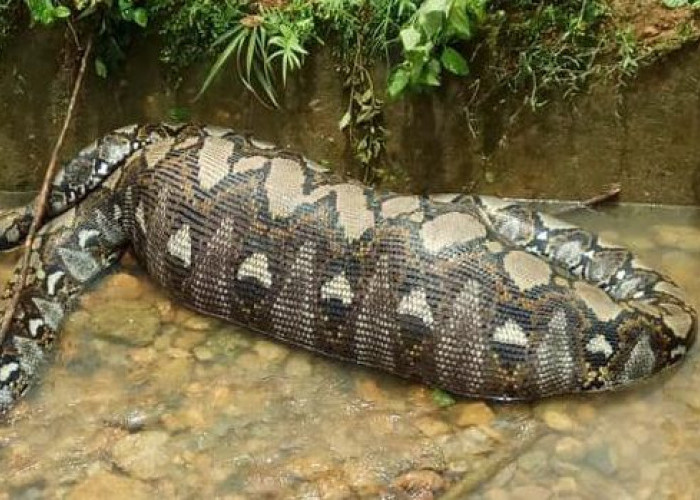 Warga Muna Barat Geger! Ular Piton 5 Meter Mangsa Kambing 