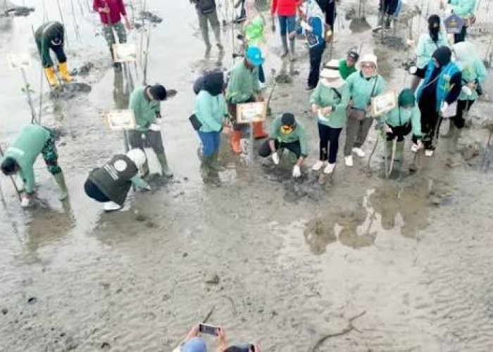 Cegah Abrasi dan Perkuat Ekosistem Pesisir, Pemkot Kendari Tanam 1.000 Mangrove
