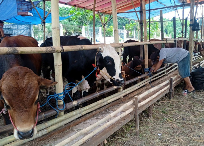 Kenali Jenis-Jenis Hewan Kurban yang Sah Menurut Syariat Islam dan Dalilnya