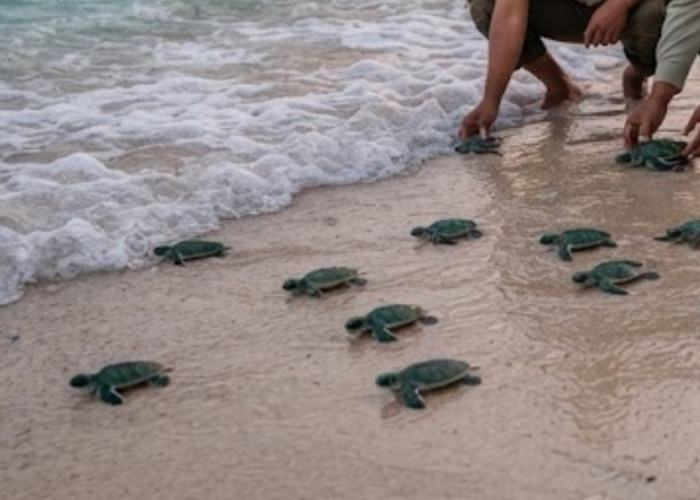 Jaga Ekosistem Laut, BTNW Lepasliarkan 25 Tukik Hijau di Wakatobi