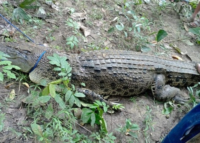 Ngeri! Nyaris Terkam Anak-Anak, Buaya 4 Meter Ditangkap Warga di Sungai Labhalano Muna