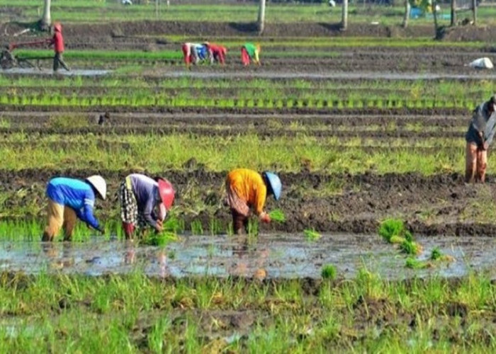 Gebrakan Kementan dan Pemprov Sultra: Genjot Hilirisasi 4 Komoditas Unggulan Demi Kesejahteraan Petani