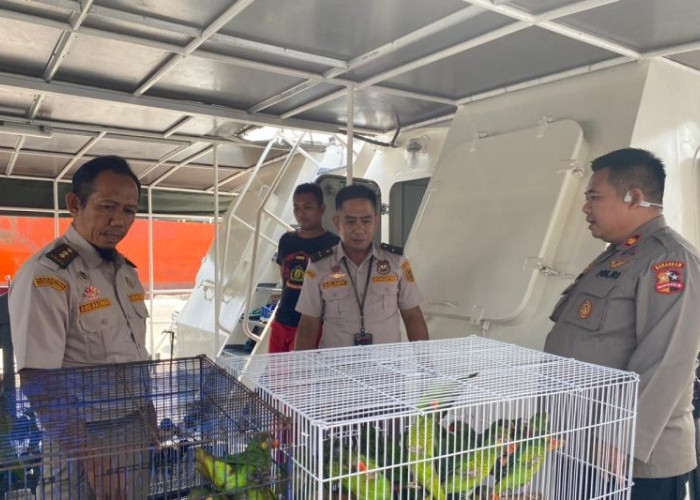 Upaya Penyelundupan 193 Burung Endemik Sultra Digagalkan
