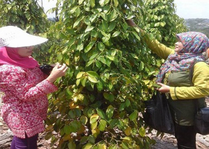Kabar Baik untuk Petani! 13 Daerah di Sultra Dapat Bantuan 30 Juta Lebih Benih Perkebunan dari Kementan