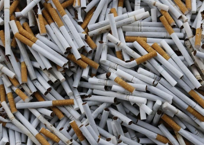  Operasi Besar-Besaran di Sultra: Bea Cukai Kendari Gagalkan Peredaran Rokok Ilegal Senilai Rp4,6 Miliar