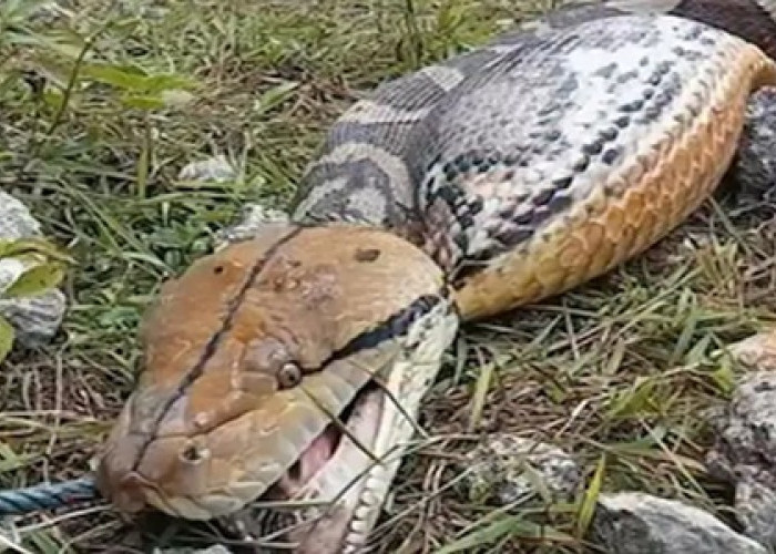 Nasib Ular Piton 7 Meter di Buton Usai Telan Empat Kambing Warga 