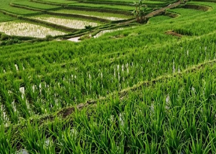 Sawah Puso Terdampak Banjir Jadi Prioritas, Distanak Sultra Salurkan 50 Ton Benih Kementan