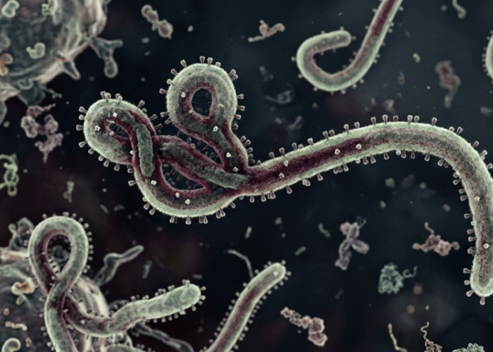 Wabah Ebola Kongo Jadi Darurat Global, Bagaimana Nasib Indonesia? Kemenkes Buka Suara!