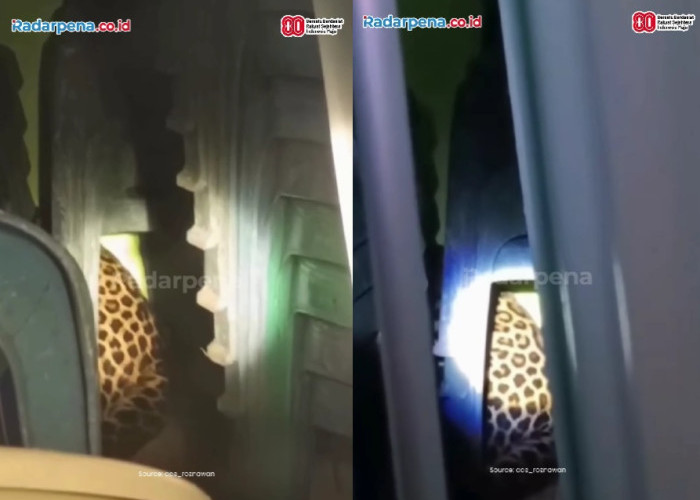 Ngeri! Video Macan Tutul Masuk ke Kantor Desa di Kuningan, Warga Geger