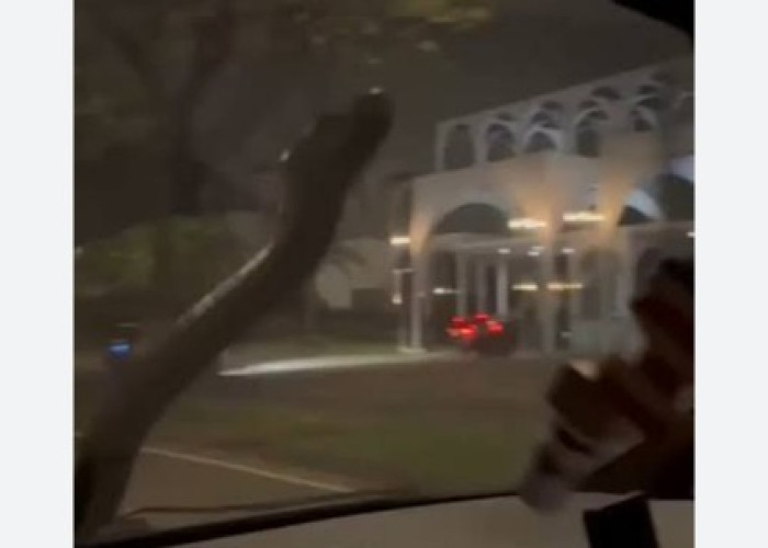 Bikin Syok! Tiba-Tiba Ular Besar Merayap di Kaca Mobil Pasutri di Serpong