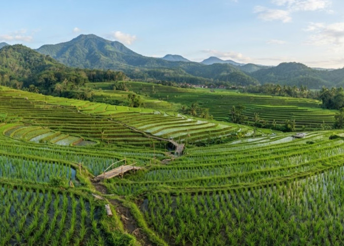 Dongkrak Hasil Panen, Pemkab Kolaka Utara Terapkan Pertanian Modern Berbasis Drone