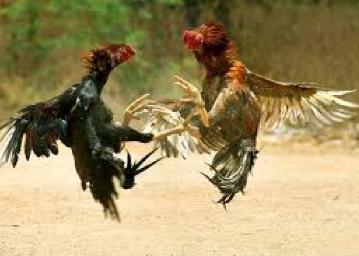 Polisi Buton Tengah Gerebek Judi Sabung Ayam, Dapatnya Cuma Ayam, Pelakunya Kabur