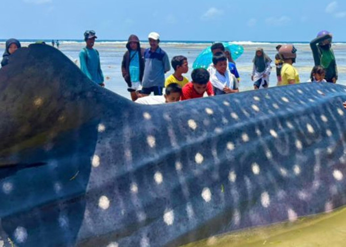 Hiu Paus 5 Ton Terdampar Mati di Wakatobi, Air Surut Hambat Evakuasi
