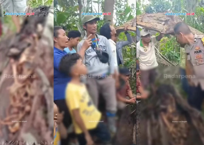 Ngeri! Ditemukan Tulang Belulang Manusia dalam Batang Pohon Aren di Serdang Bedagai