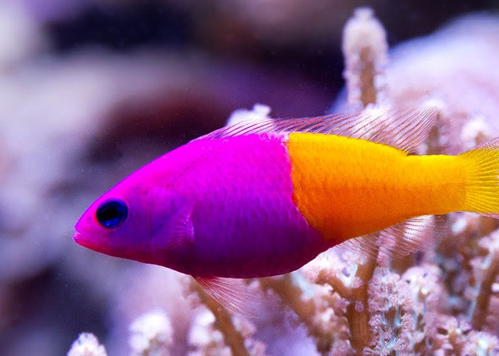 10 Ikan Hias Air Laut Paling Cocok untuk Pemula: Cantik dan Mudah Dirawat!