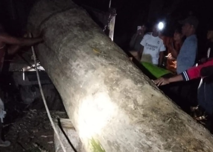 Cagar Alam Tampo Bobol! BKSDA Sultra Tangkap Pelaku Pembalakan Liar Jati Purba