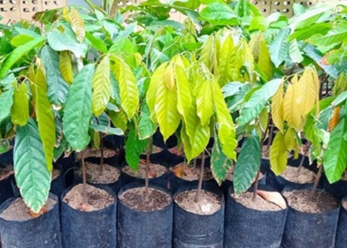 Petani Full Senyum! Kementan Bagikan 280 Juta Bibit Kakao dan Kelapa Gratis, Sultra Kebagian 38 Juta Batang
