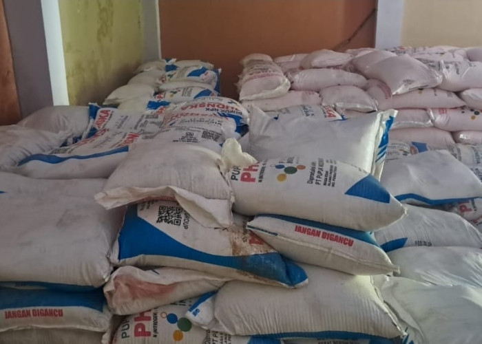 Pemkab Kolaka Salurkan 37,5 Ton Pupuk Gratis untuk Petani Cengkih, Produktivitas Digenjot