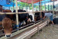 Jangan Salah Pilih! Ini Panduan Memilih Hewan Kurban Sehat dan Sah Secara Syariat