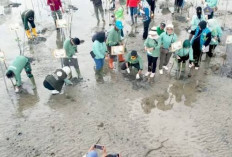 Cegah Abrasi dan Perkuat Ekosistem Pesisir, Pemkot Kendari Tanam 1.000 Mangrove