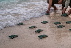 Jaga Ekosistem Laut, BTNW Lepasliarkan 25 Tukik Hijau di Wakatobi