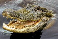 Diterkam Buaya Saat Ikat Perahu, Begini Nasib Nelayan Warga Buton Tengah 