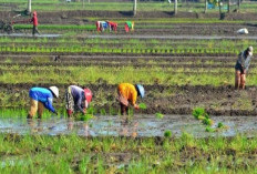 Kabar Baik! Petani di Kendari Kini Dilindungi BPJS Ketenagakerjaan