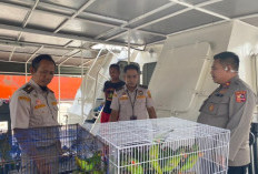 Upaya Penyelundupan 193 Burung Endemik Sultra Digagalkan
