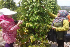 Kabar Baik untuk Petani! 13 Daerah di Sultra Dapat Bantuan 30 Juta Lebih Benih Perkebunan dari Kementan