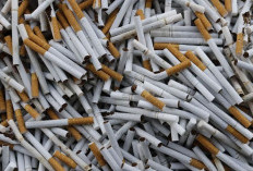  Operasi Besar-Besaran di Sultra: Bea Cukai Kendari Gagalkan Peredaran Rokok Ilegal Senilai Rp4,6 Miliar