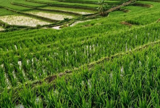 Sawah Puso Terdampak Banjir Jadi Prioritas, Distanak Sultra Salurkan 50 Ton Benih Kementan