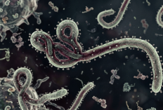 Wabah Ebola Kongo Jadi Darurat Global, Bagaimana Nasib Indonesia? Kemenkes Buka Suara!