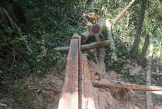 Pembalakan Liar di Kawasan Konservasi Terbongkar! 2 Tersangka Ditangkap, Terancam 15 Tahun Penjara